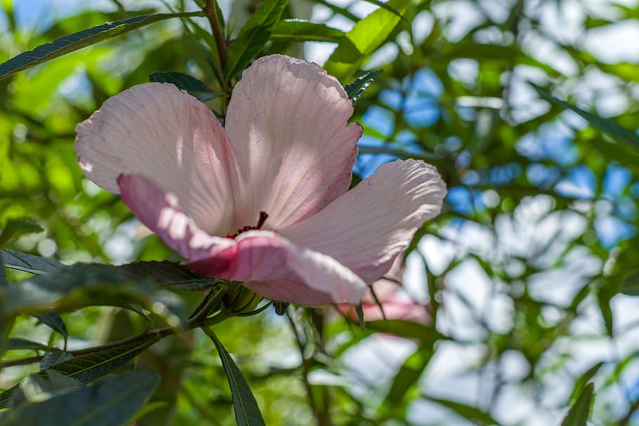 ハイビスカスピンクの花, 中国ローズ, ハワイアンハイビスカス, タウンズビルガーデン, 開花植物, 花, 植物, 自然の美しさ, 脆弱性, 鮮度