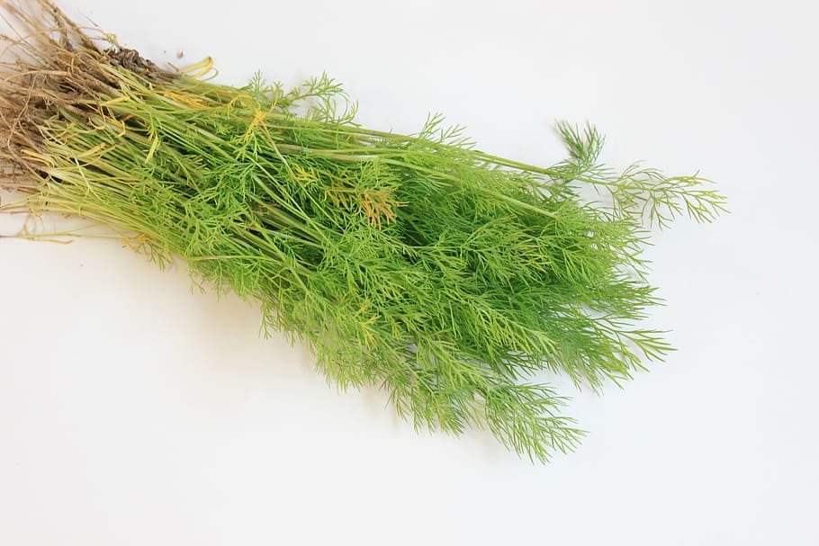 branch, dill, flavor, fresh, green, spices, vegetables, freshness, nature, food