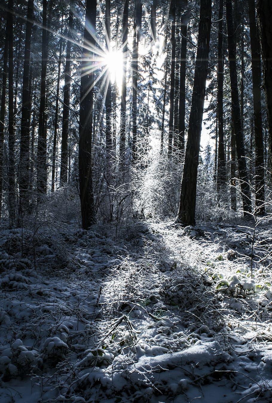 Snow, Trees, Winter, Nature, Landscape, cold, forest, frost, tree, woodland