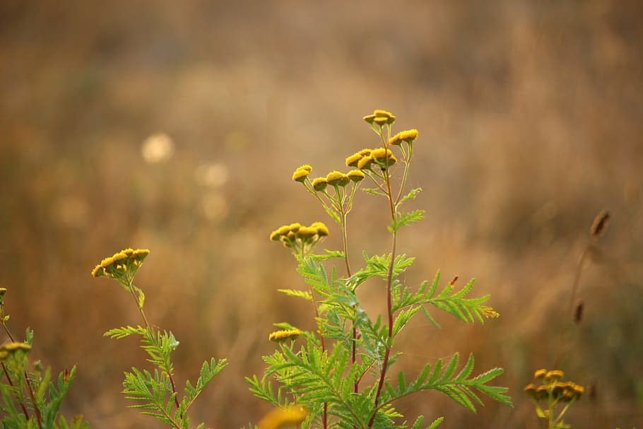 Plant, Tansy, Meadow, Nature, autumn, green, flowers, outdoors, day, cereal plant