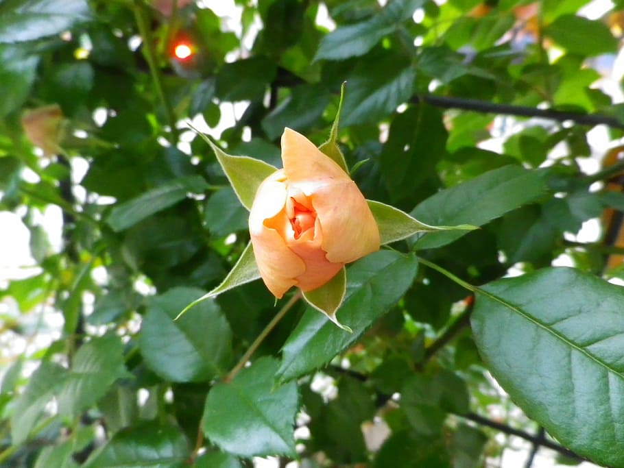 rose, flowers, nature, apricot, light on rose, plant, beauty in nature, leaf, plant part, flower