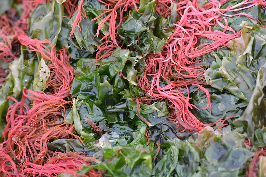 Seaweed, Algae, Nature, Red, Green, red, green, wool, close-up, multi colored, day