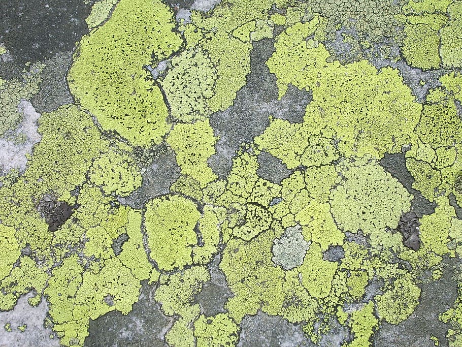 lichen, stone, structure, surface, texture, high angle view, green color, day, nature, outdoors