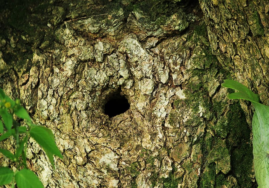 tree bark, hollow, wood, nature, trunk, hole, rough, texture, nest, natural