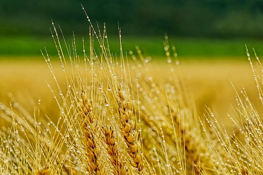 campo de arroz, durante el día, naturaleza, agricultura, maizal, cebada, rural, verano, cereales, gota de lluvia