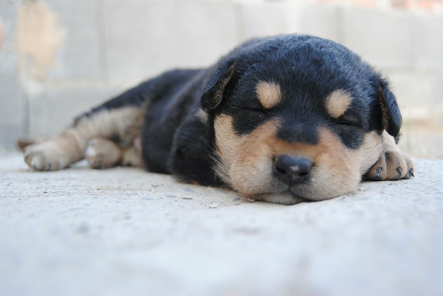 黒, 茶色, ロットワイラー子犬, 眠っている, 動物, 犬, 子犬, 素敵な, ペット, 眠っている子犬