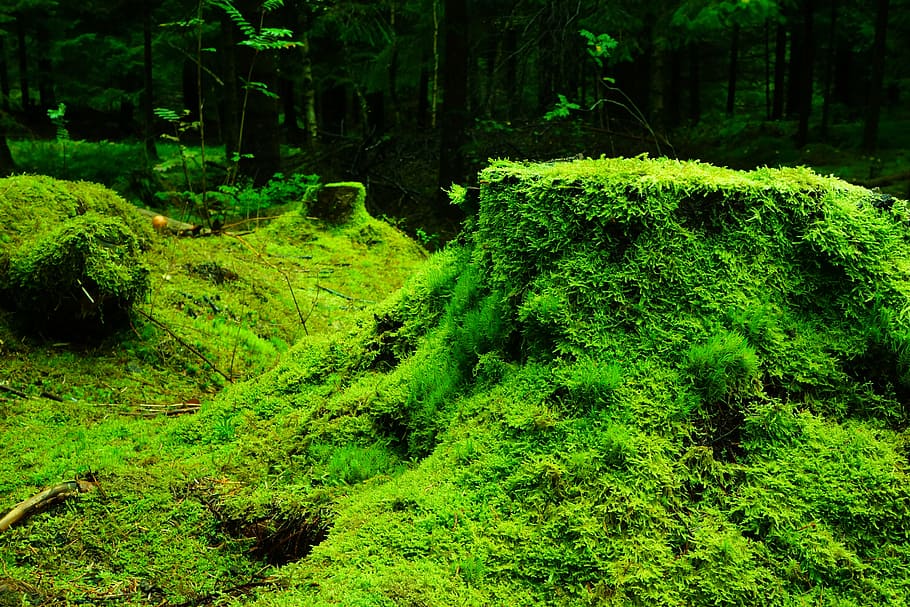 batu, diisi, lumut, hutan, norwegia, warna hijau, alam, tidak ada orang, pemandangan, tanaman