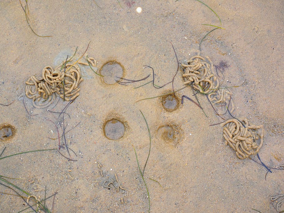 fraßtrichter, lugworm, arenicola marina, colapso del embudo, embudo, huellas en el mar de wadden, mar de wadden, rastros, huellas de animales, arena