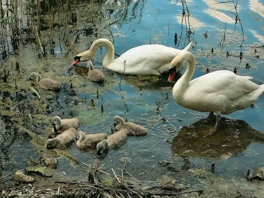 Swans, Chicks, Family, Water, Lake, varese, spring, birds, animals in the wild, bird