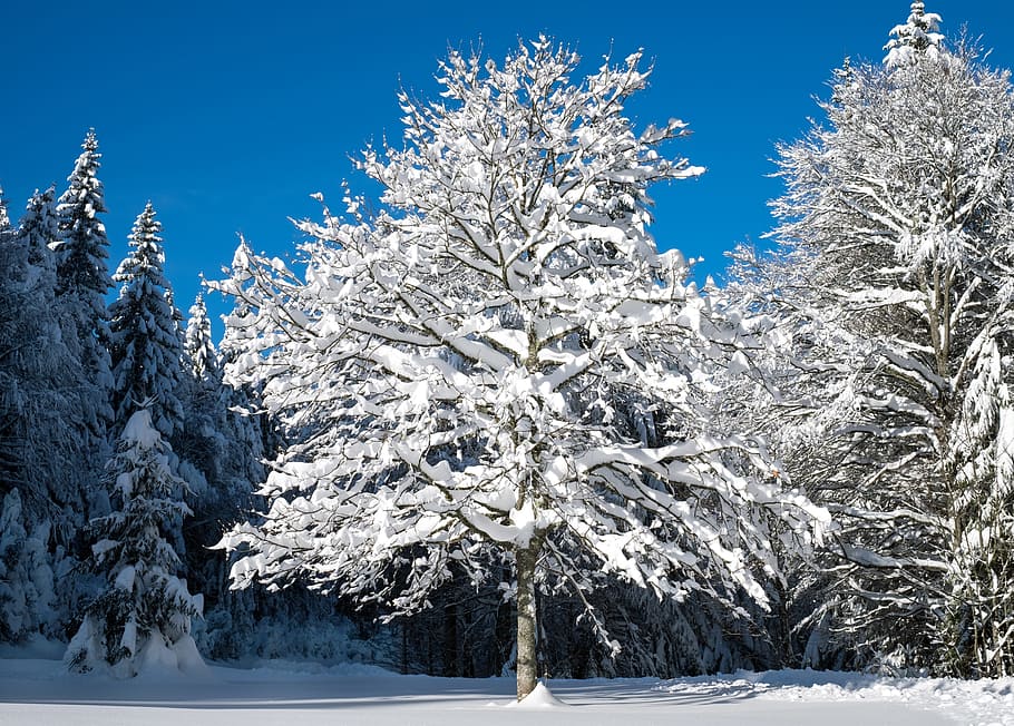 flocos de neve, nu, árvore, inverno, paisagem de neve, árvore jovem, nevado, invernal, frio, neve