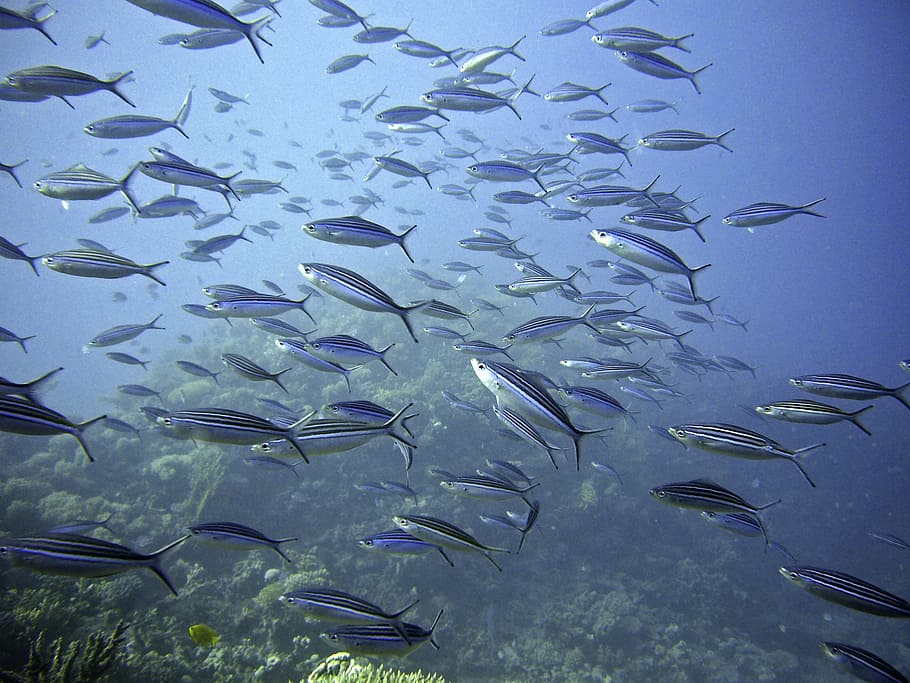 bajo el agua, fotografía, escuela, peces plateados, enjambre, peces, meeresbewohner, enjambre de peces, azul, mundo submarino