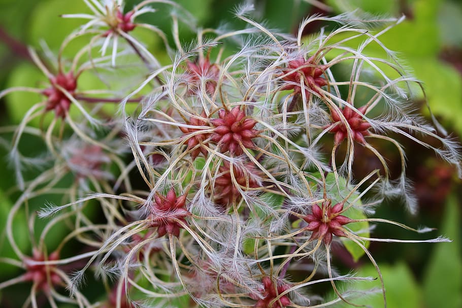 clematis, climber plant, nature, close up, garden plant, ornamental plant, fruits, stylus, saw toothed, filigree
