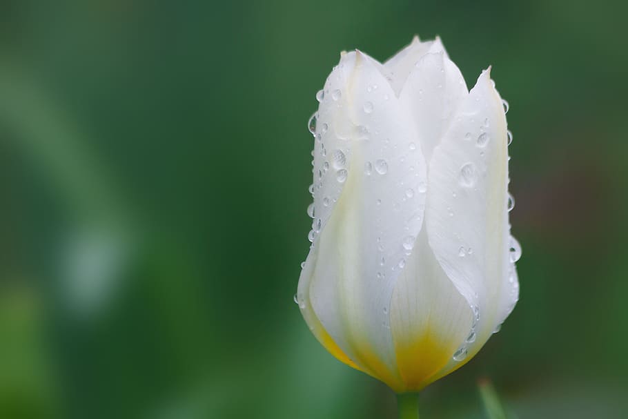 selective, focus photography, white, tulip, water dew, lily family, nature, flower, schnittblume, blossom