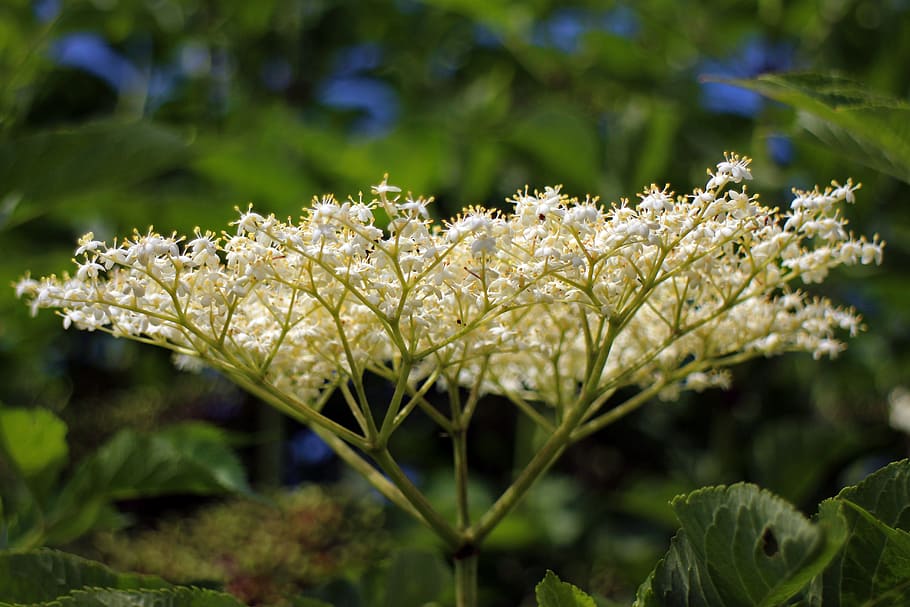 elderberry flower, elder, sambucus, white, bush, ornamental shrub, blossom, bloom, inflorescence, plant