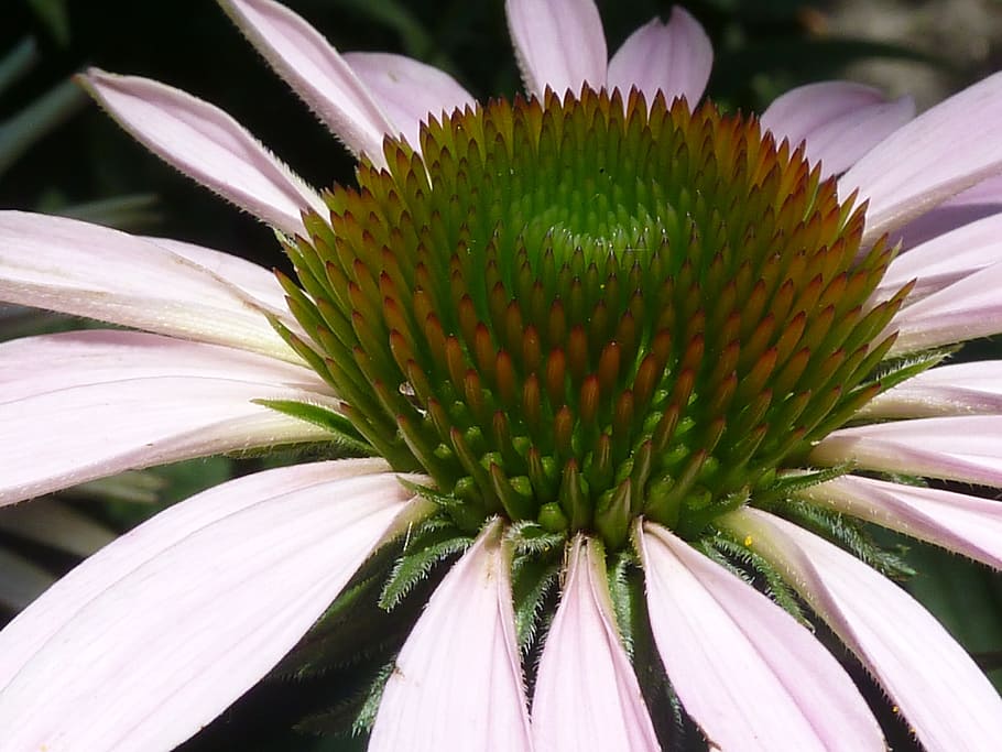 Echinacea, Flower, Close-Up, Plant, petals, stamen, nature, flower head, petal, fragility
