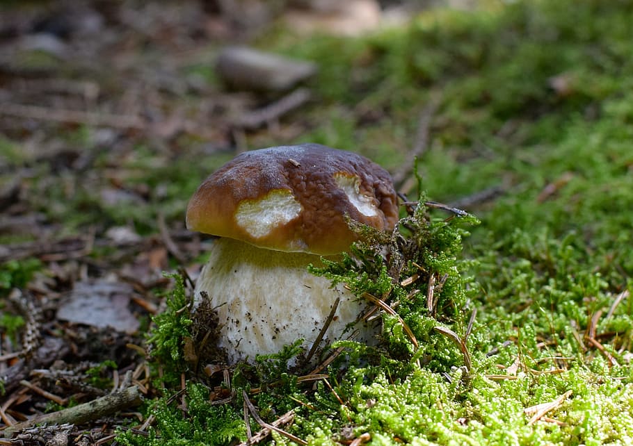 closeup, brown, mushroom, cep, noble rot, forest, nature, mushroom picking, edible, black mushroom