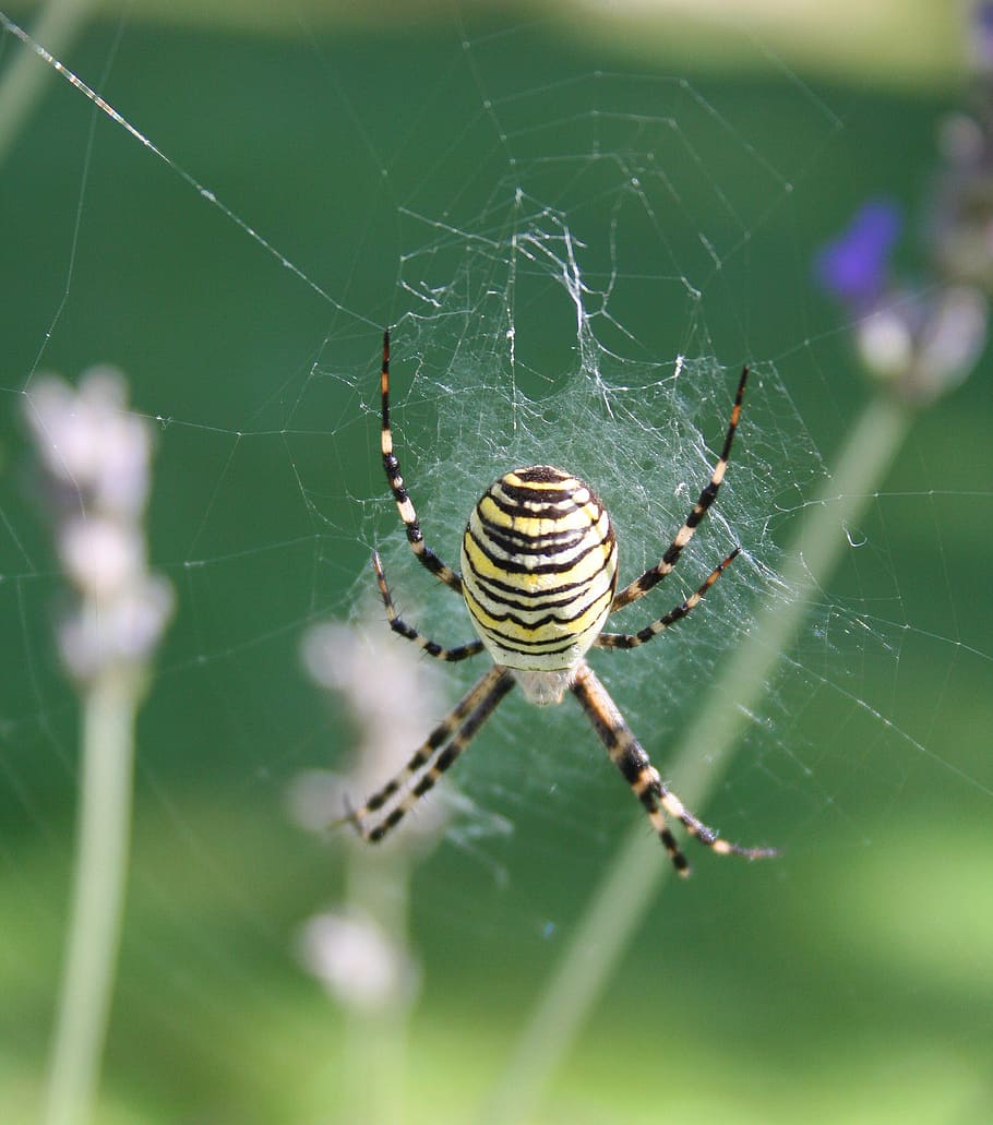wasp spider, spin, insect, yellow, nature, network, animal, arachnid, striped, garden