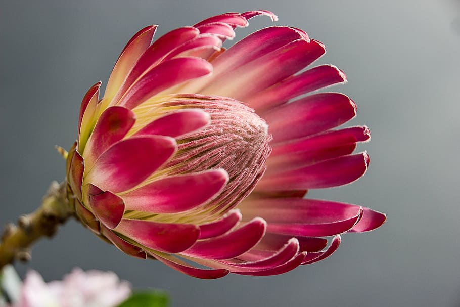 pink-and-yellow flowers photography, protea, bloom, flower, color, red, flower garden, plant, nature, petal
