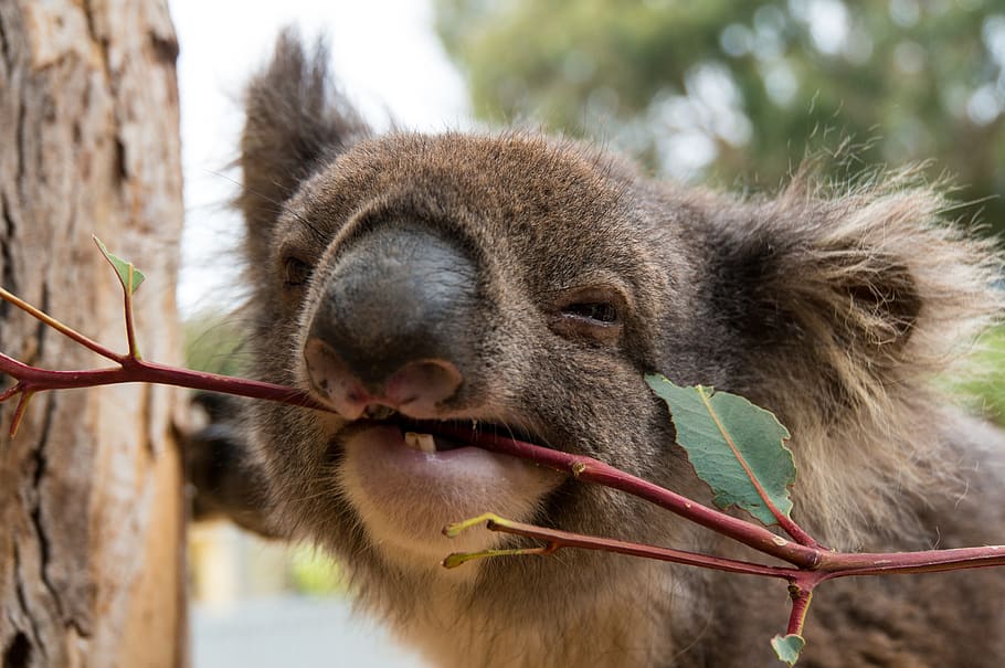 oso koala, almuerzo, isla canguro, temas de animales, animal, un animal, mamífero, fauna animal, centrarse en primer plano, primer plano
