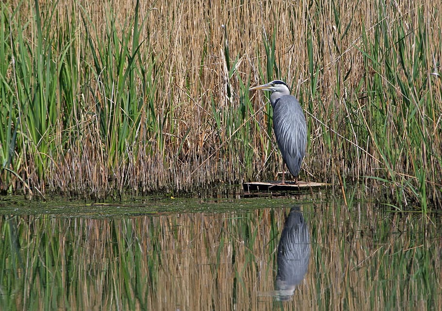 Heron, Bird, Animal, Standing, Water, standing, water, pond, lake, reeds, reflection