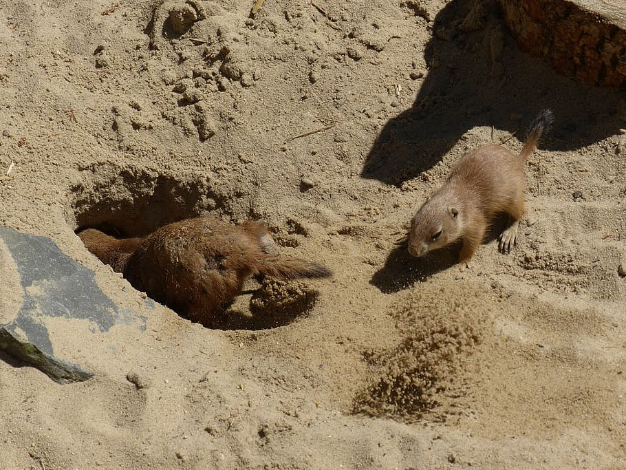 prairie dog, young animal, dig, foxhole, digging, animal, rodent, sweet, nature, small