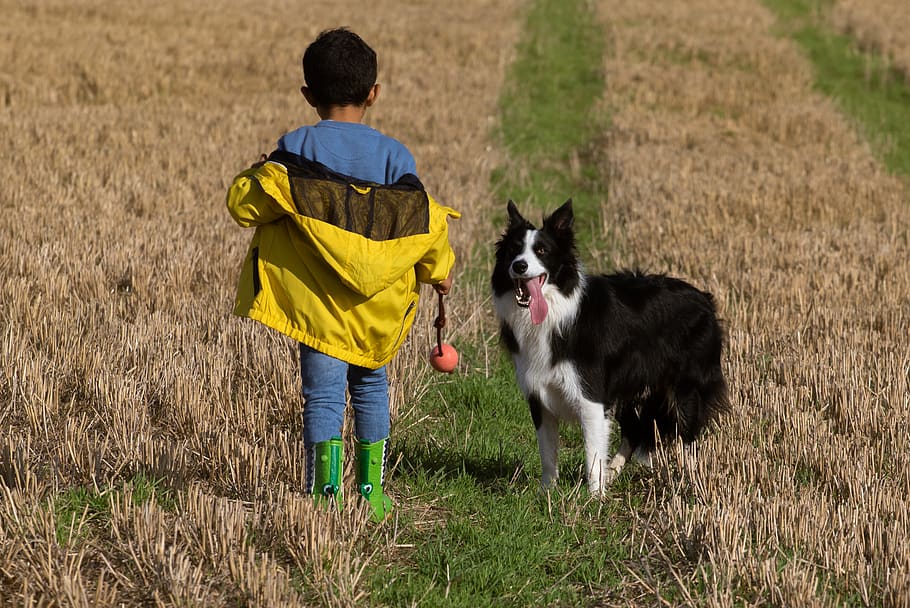 niño y perro en el campo, niño y perro, niño en amarillo, niño y perro de pie, niño y perro jugando, canino, joven, mascota, juego, niño