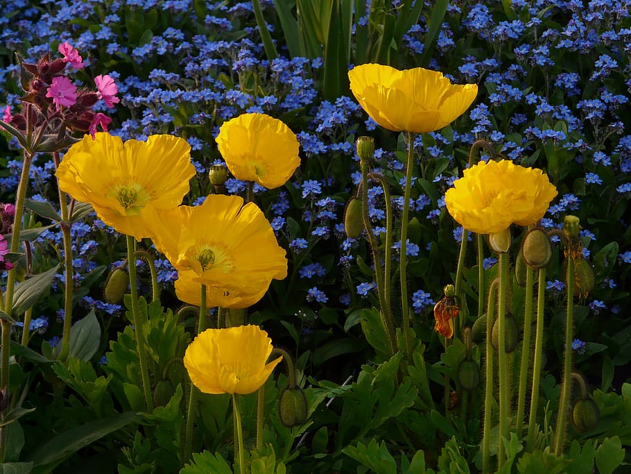 iceland poppy, flower, blossom, bloom, yellow, plant, papaver nudicaule, naked stalks poppy, mohngewaechs, papaveraceae