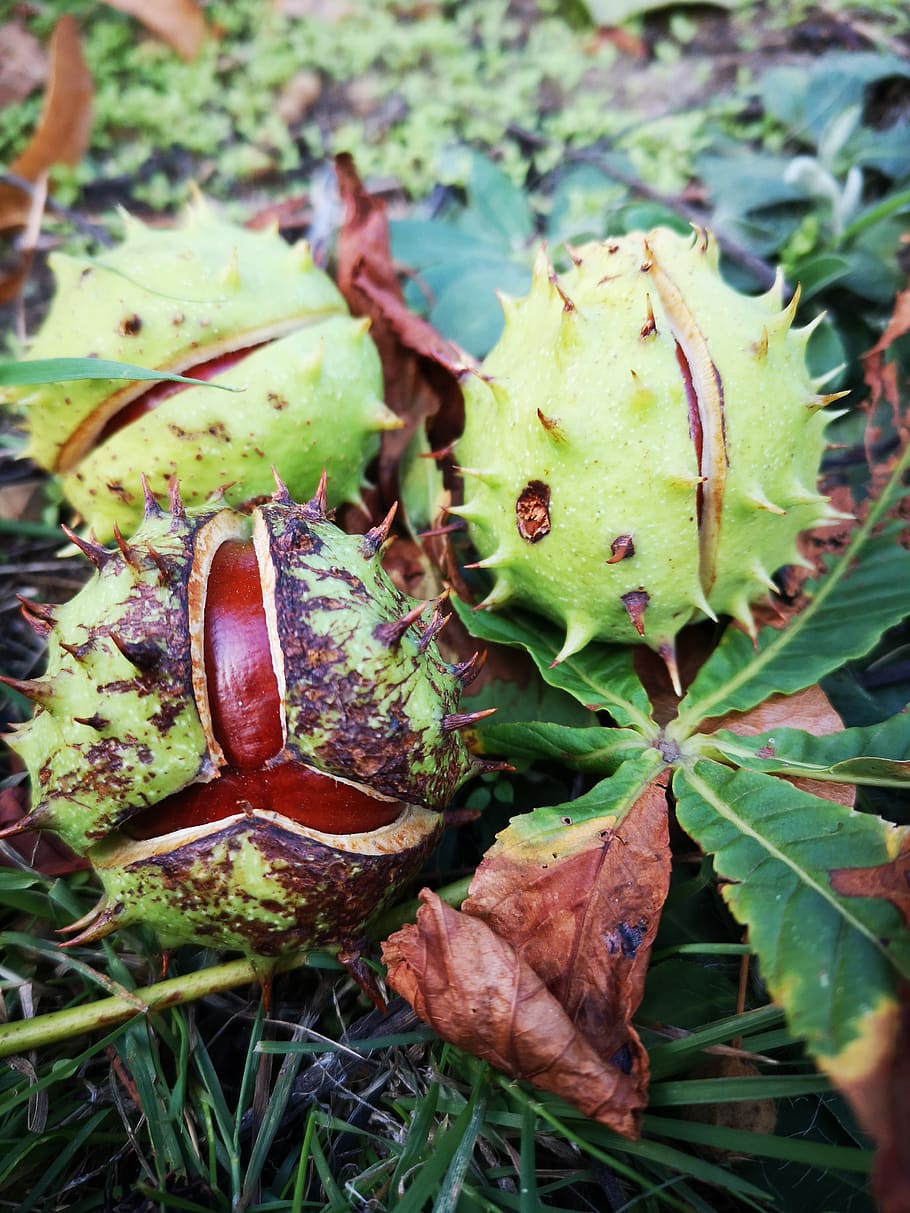 green, chestnut, autumn photo, leaf, plant part, close-up, plant, day, nature, nut