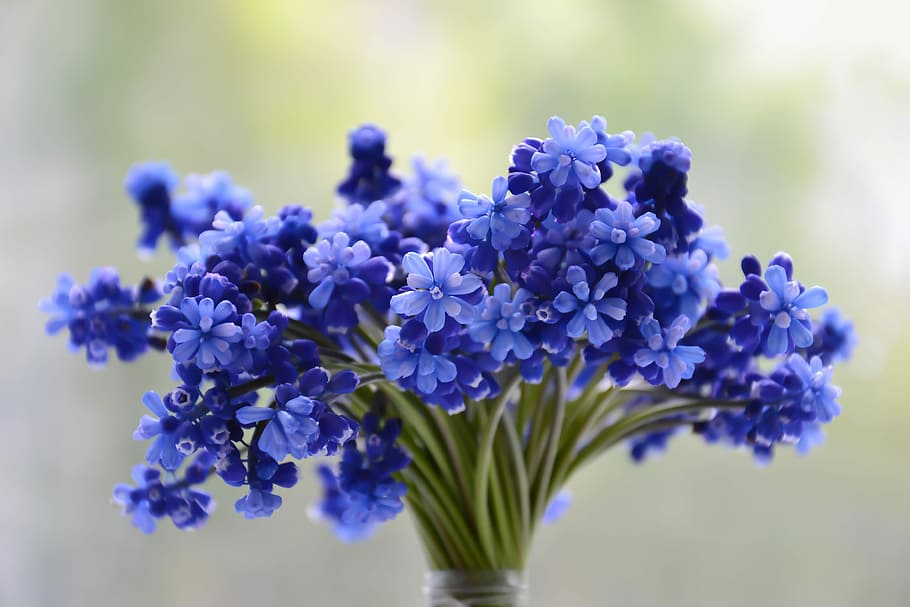 azul, planta de flores, florescendo, dia, flores, buquê, muscari, floração, planta ornamental, inflorescência