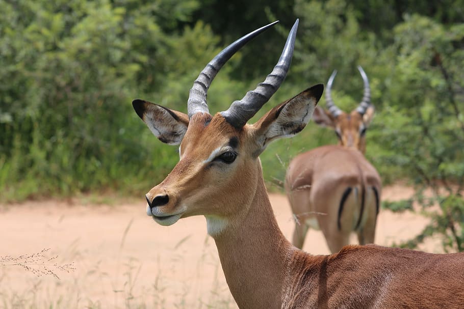 two, gazelles, ground, antelope, animal, nature, wildlife, wild, africa, mammal