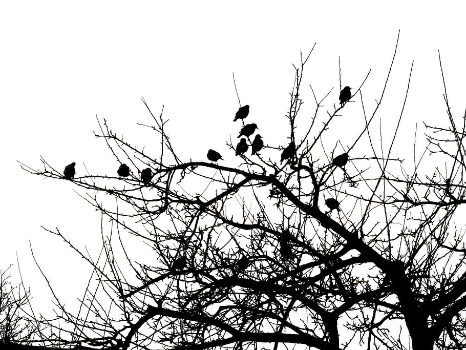 burung, pohon, hitam, putih, alam, hewan, satwa liar, luar ruangan, siluet, langit
