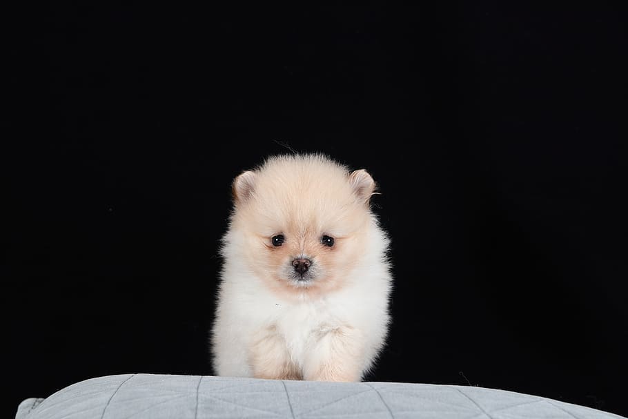 pomeranian, dog, brown, white, baby, breed, portrait, fashion model, lovely, pets