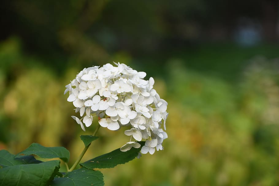 hydrangea viburnum, bunga, putih, tanaman berbunga, keindahan di alam, tanaman, pertumbuhan, kesegaran, kerapuhan, close-up
