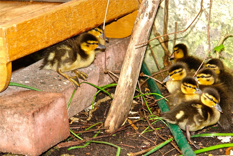 chick, duck sweet cute waterfowl, fluff, feather, jungteir, creature, hatched, nature, small, animal themes