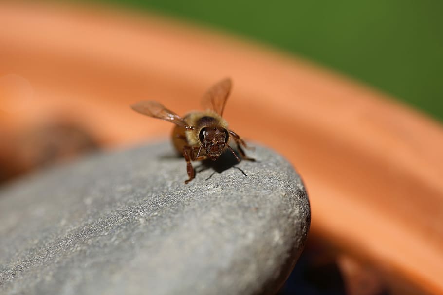 honeybee, macro, water, close-up, wings, eyes, apiary, beehive, wax, one animal