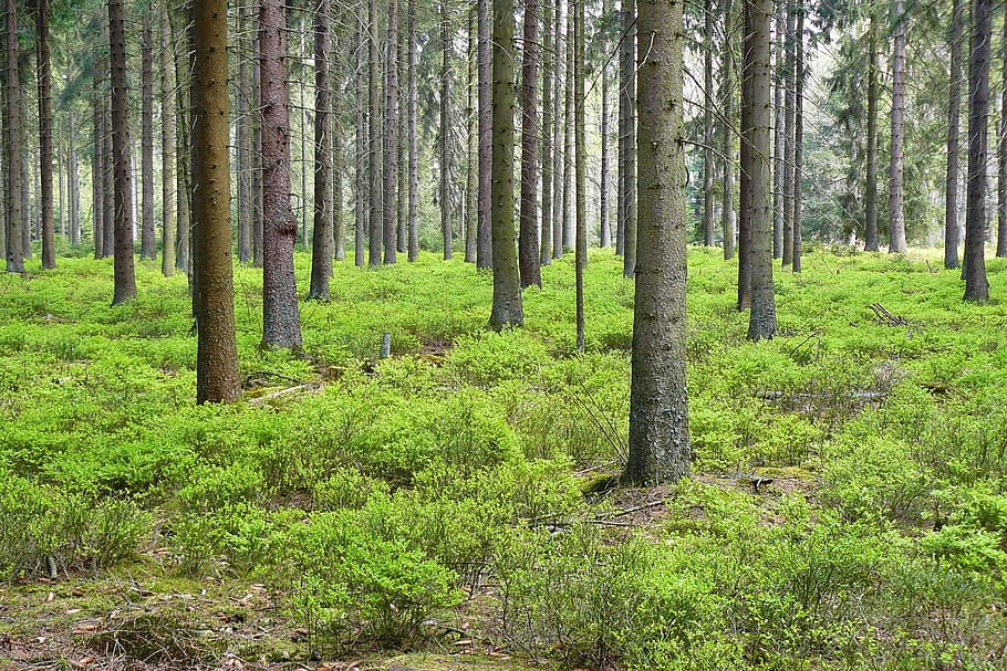 Tall Trees Grass Field Forest Pine Forest Spruce Forest Plants Forest Floor Leaves Forest Plant Pxfuel