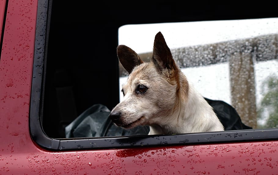 espiando, janela do veículo, cão, domesticado, animal de estimação, canino, carro, janela, chuva, espera