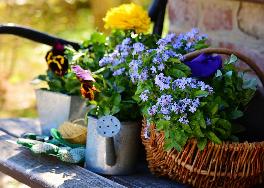 purple, petaled flowers, basket, garden, flowers, plant flowers, gardening, spring, forget me not, gardener