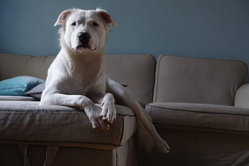 white-dog-couch-pitbull-portrait-canine-royalty-free-thumbnail.jpg