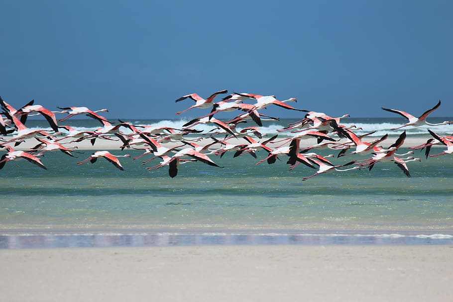 bandada, flamencos, volando, orilla, flamenco, playa, mar, sudáfrica, naturaleza, gran grupo de animales