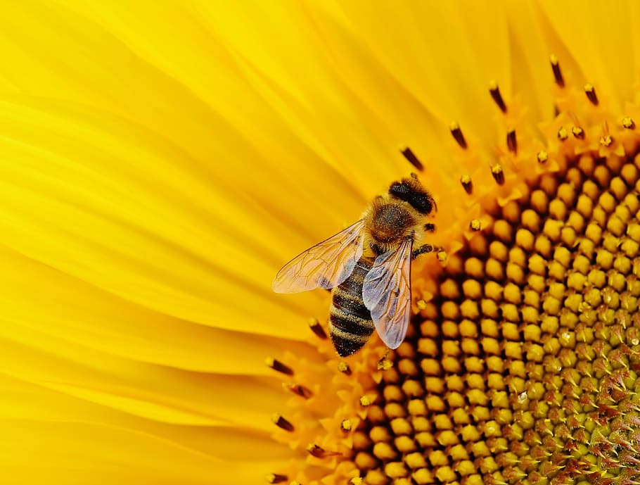bee, yellow, flower, sun flower, bees, summer, garden, blossom, bloom, insect