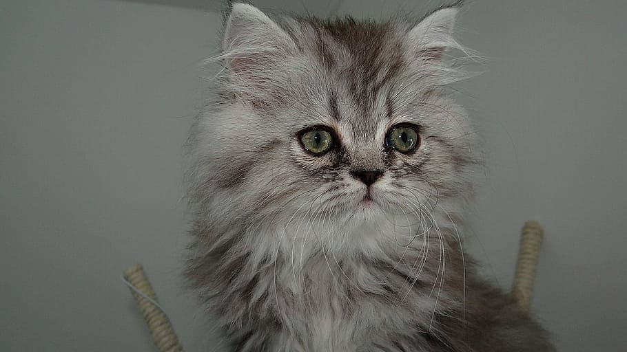 gray persian cat, cat, feline, hair, kitty, matou, twink, pussy, hug, kitten