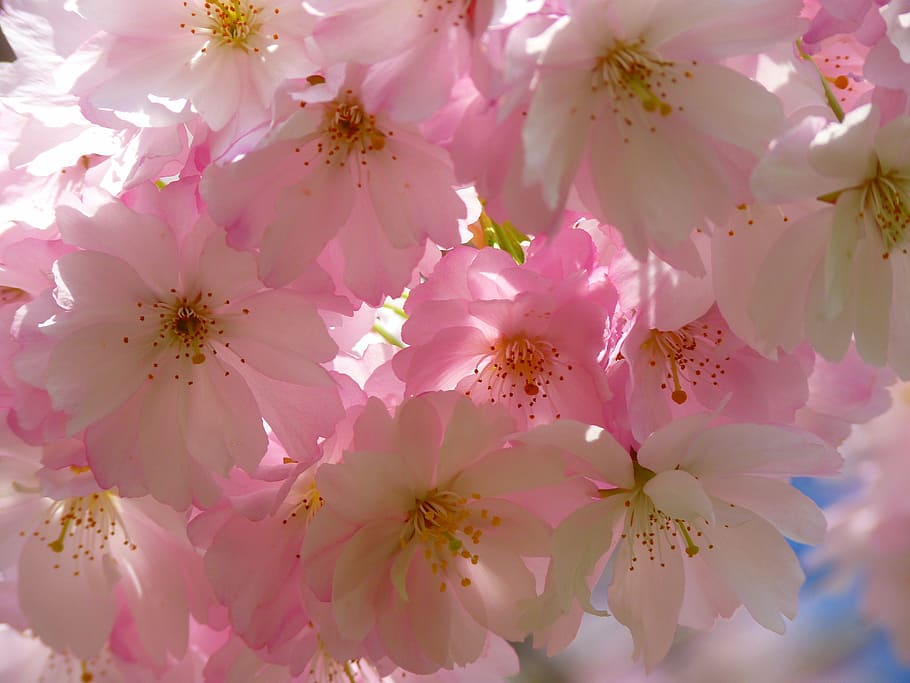 pink, blooming, cherry, blossoms wallpaper, japanese cherry trees, blossom, bloom, cherry blossom, japanese cherry, japanese flowering cherry
