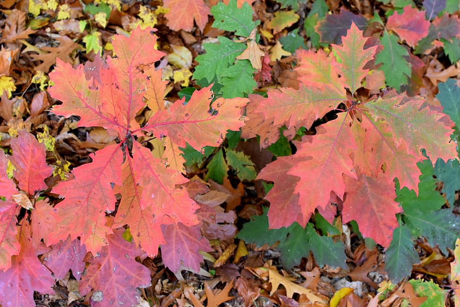 Autumn, Season, Fall Colors, Sheet, nature, autumn leaf, leaves, red, colors, leaf