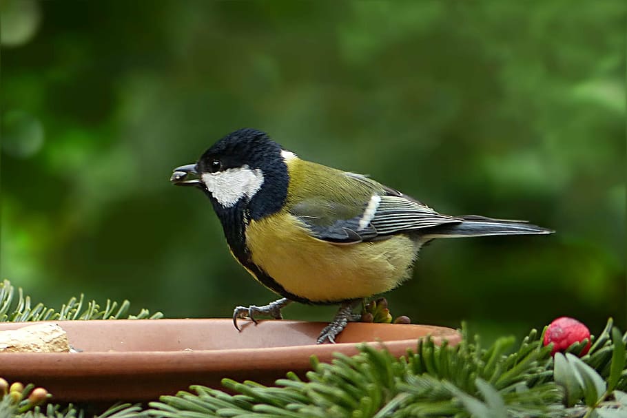 focus photo, green-backed tit bird perching, brown, bird feeder, bird, tit, parus major, foraging, garden, one animal