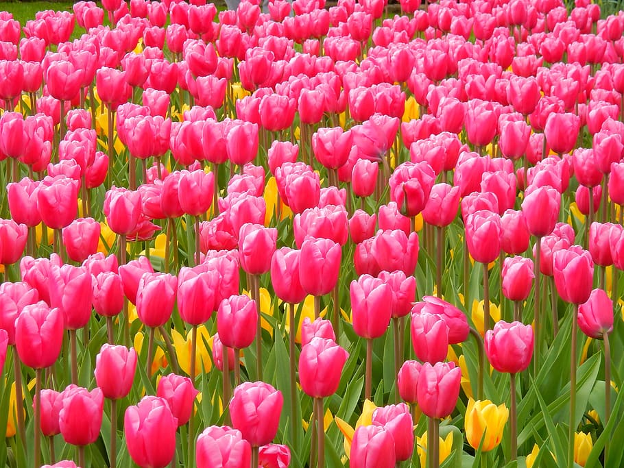 holanda, países bajos, campos de tulipanes, tulipanes, planta floreciendo,  flor, planta, belleza en la naturaleza, frescura, tulipán | Pxfuel