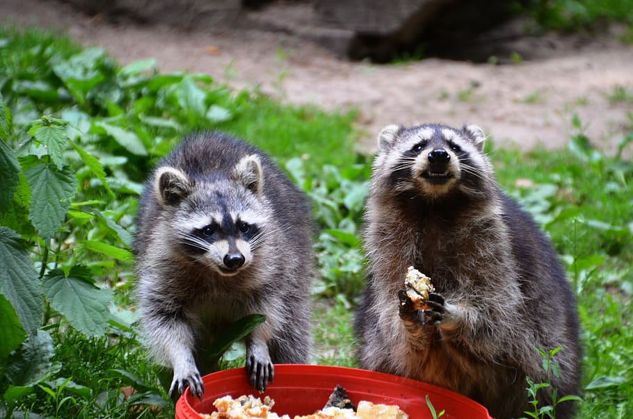 raccoon, güstrow, eco-park, food, eat, group of animals, animal wildlife, mammal, animals in the wild, two animals