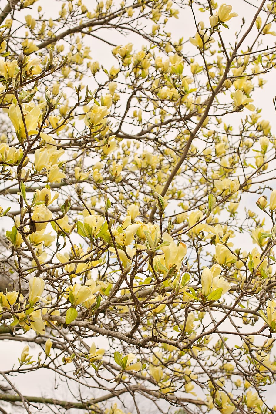 magnolia, tree, flowers, blooms, blossoms, yellow, goldfinch magnolia, nature, spring, plant