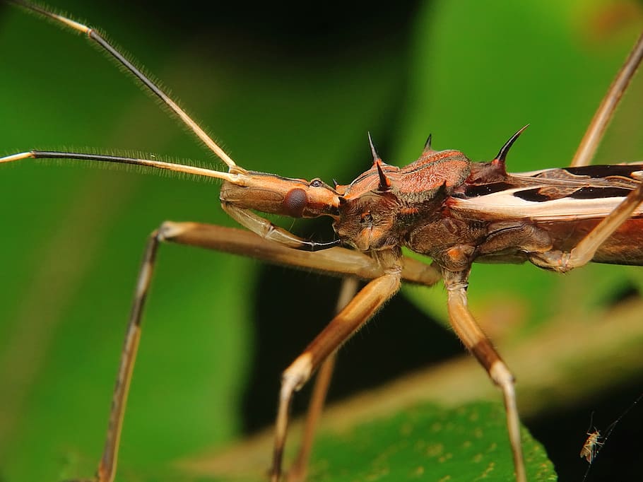 assassin, bug, wheel, proboscis, insect, insects, invertebrate, nature, wildlife, outdoors