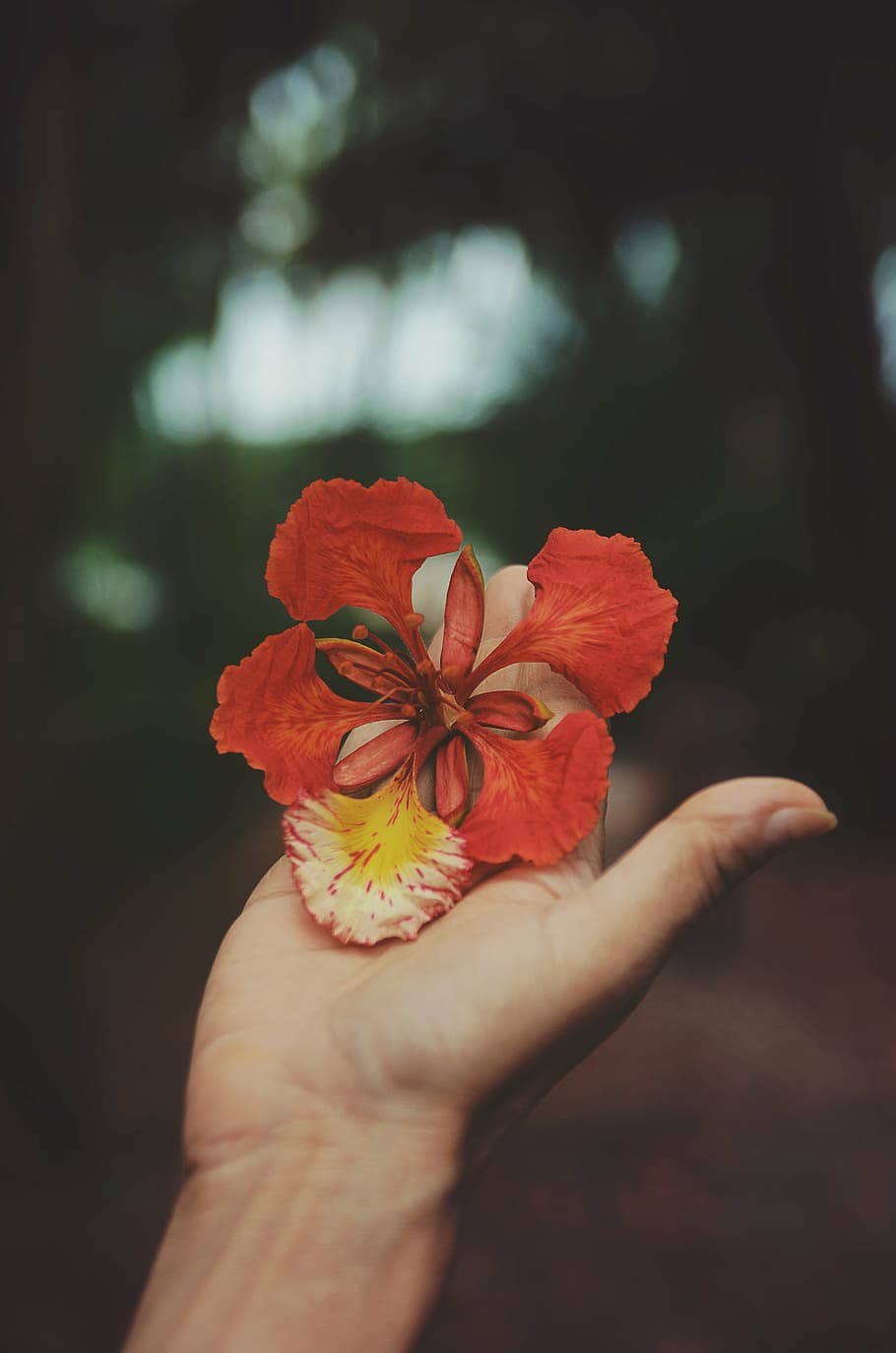 untitled, person, holding, red, petaled, flowers, nature, blossoms, stems, stalk